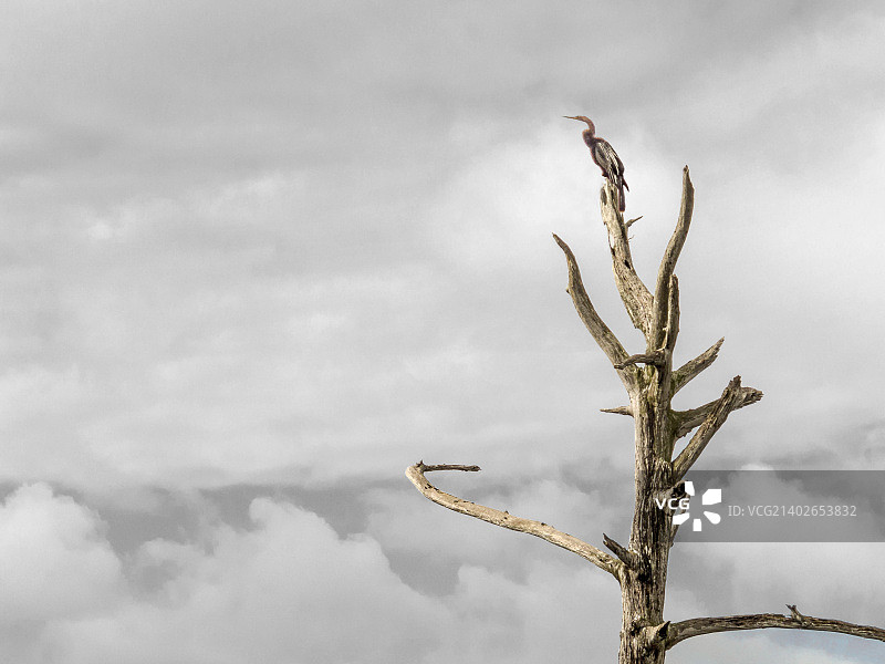 美洲蛇鹈，格林凯湿地，博因顿海滩，佛罗里达州图片素材