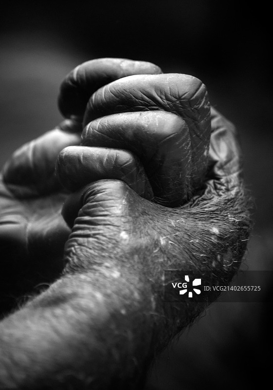 手牵手拯救动物图片素材