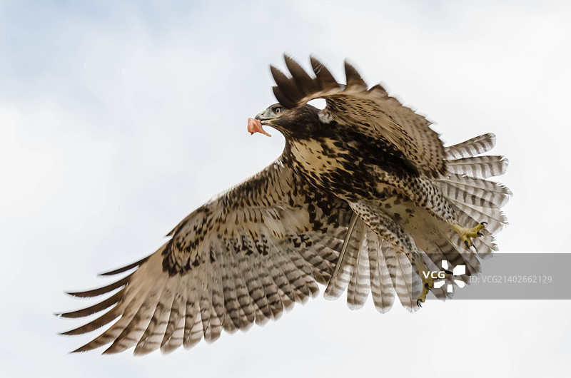 猎鹰图片素材