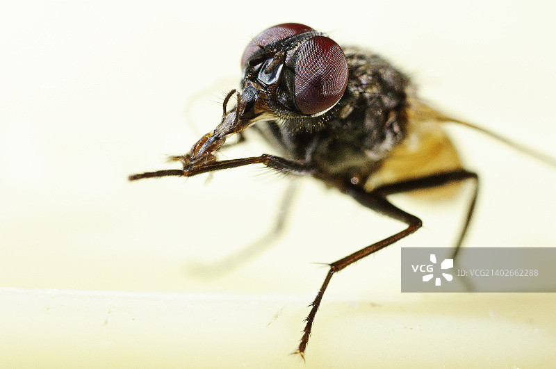 家蝇图片素材