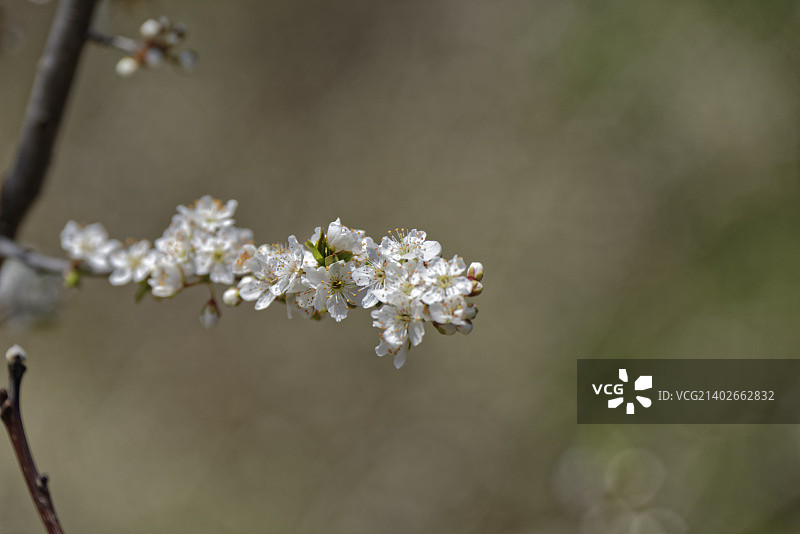 挑逗意味的梅花图片素材
