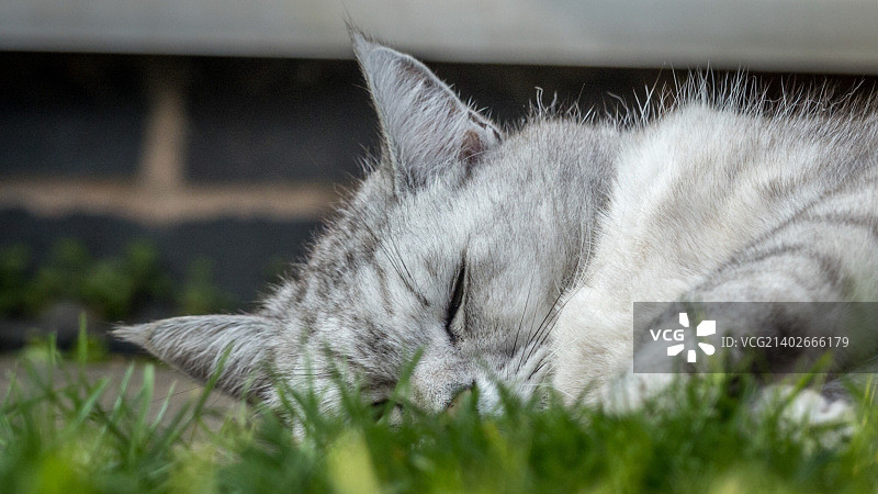 猫咪打盹图片素材