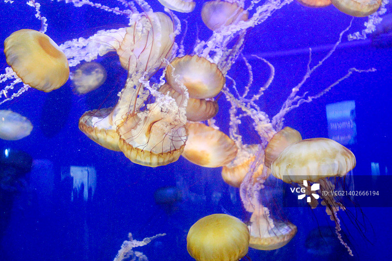 太平洋水族馆中的海荨麻水母图片素材