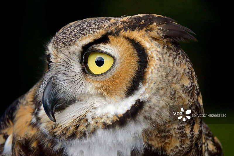 神秘博士图片素材