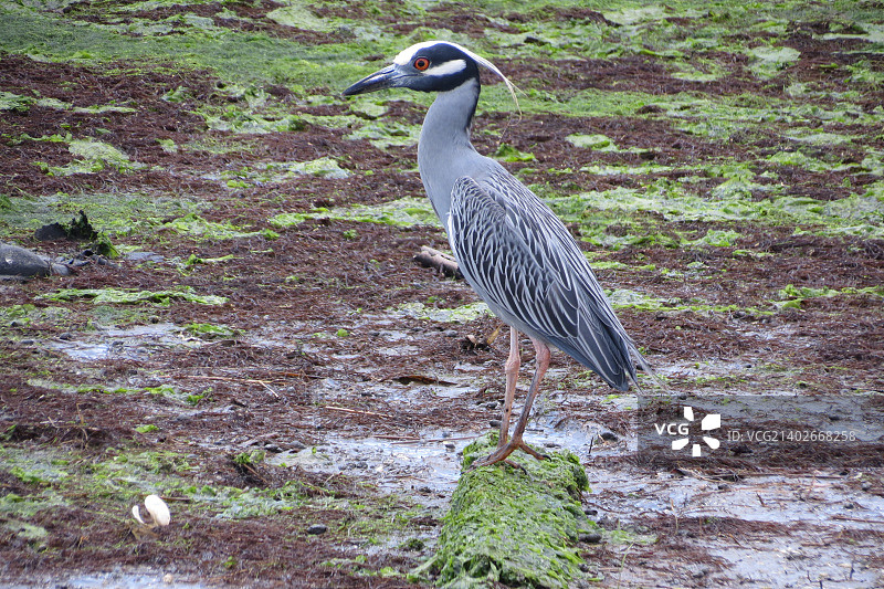 黄冠夜鹭图片素材