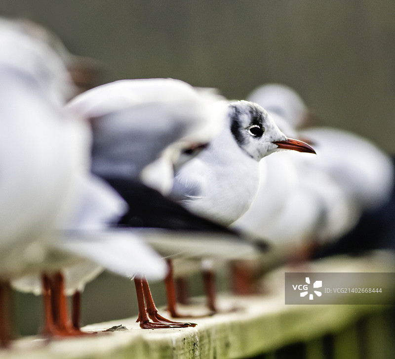 黑头鸥栖息图片素材