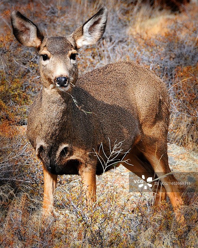 落基山国家公园的骡鹿图片素材