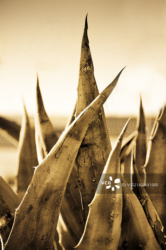 西班牙奥苏纳图片素材