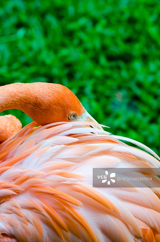 绿色草地背景上的大红鹳特写图片素材