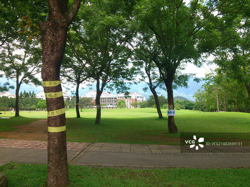 大学校园里系着黄丝带的树图片素材