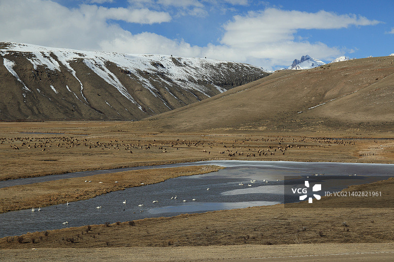 国家麋鹿保护区 - 2015年2月图片素材