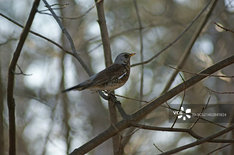 布谷鸟1图片素材