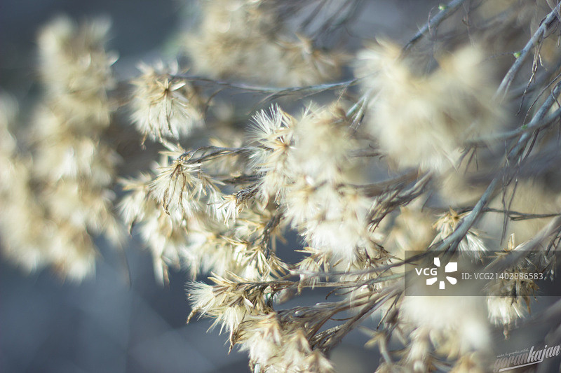 沙漠之花图片素材