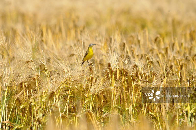 春天麦田顶部的西部黄鹡鸰图片素材