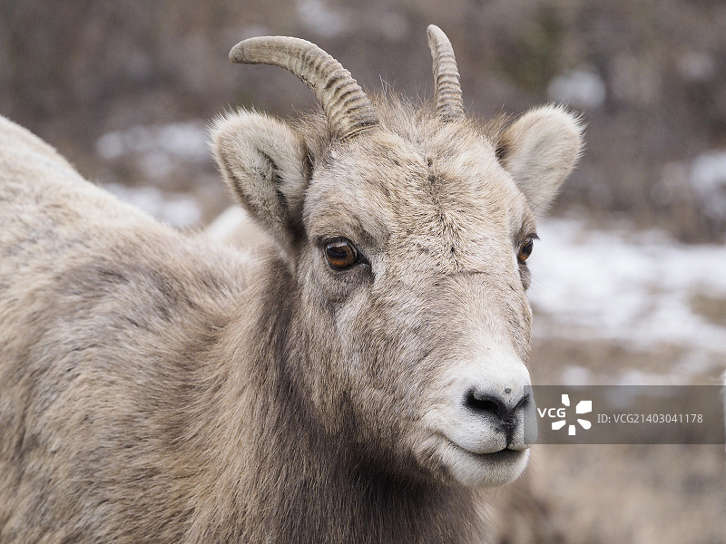 母落基山大角羊图片素材