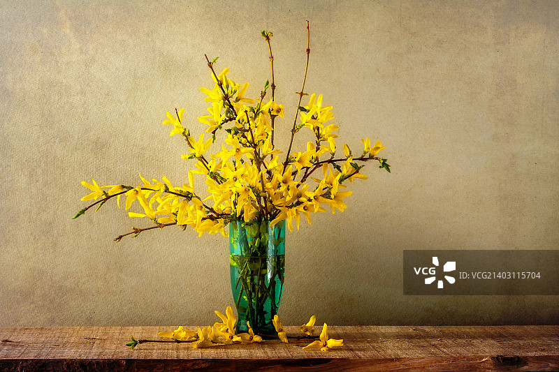 静物：一束连翘图片素材