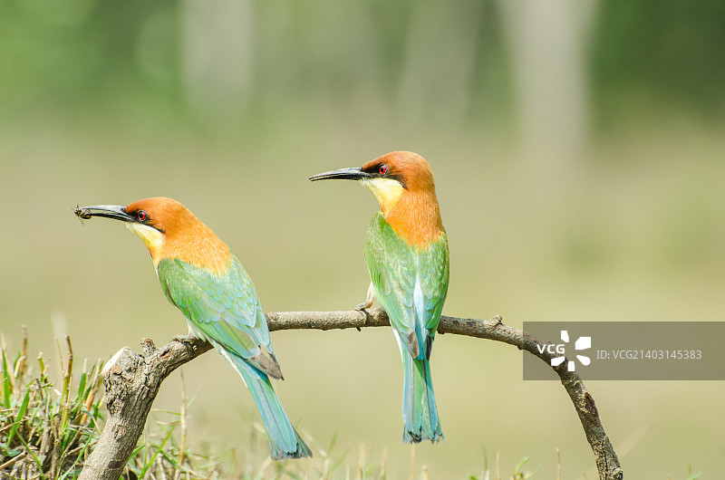 一对蜂鸟栖息在树枝上图片素材