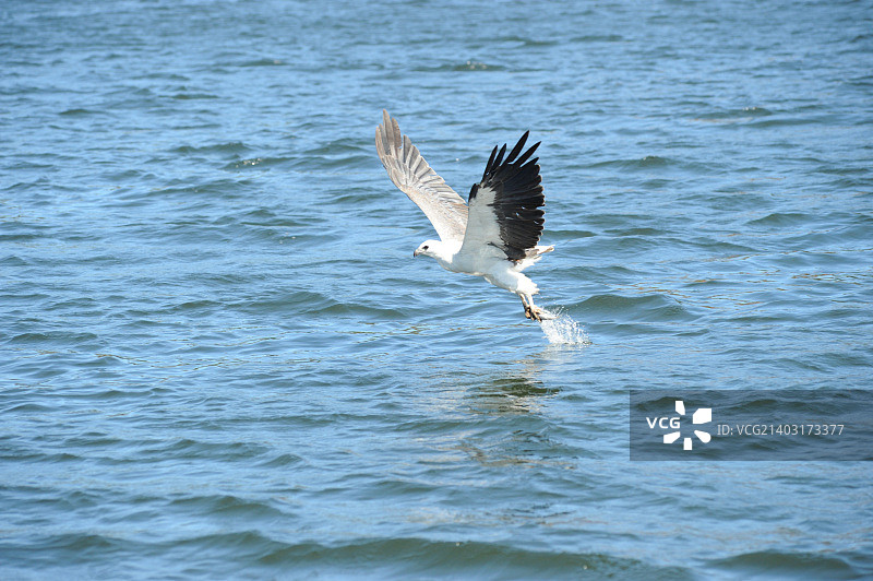 白腹海雕捕鱼图片素材