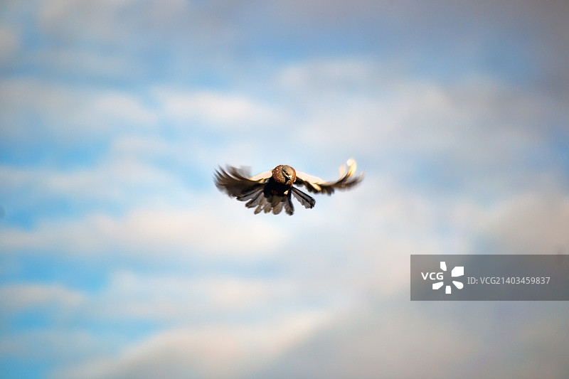 摄影作品：阿列克谢·顿斯科伊图片素材