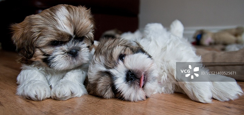 室内休息的7周大的西施犬幼犬图片素材