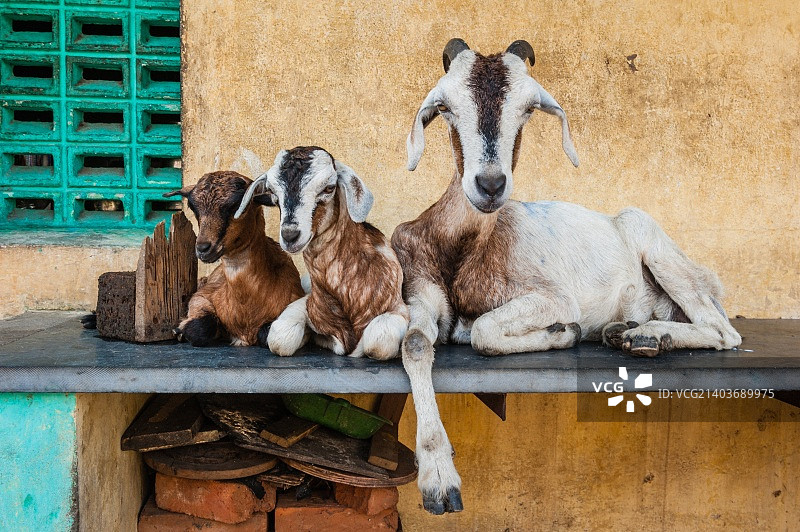 印度金奈图片素材