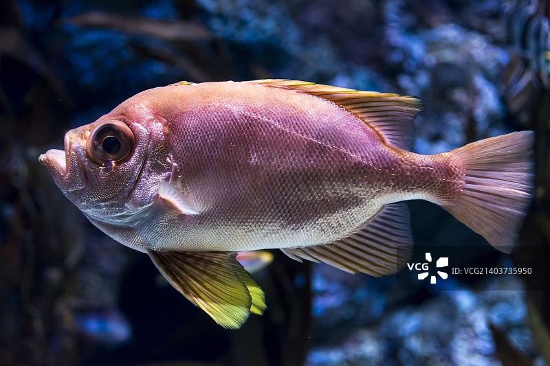 大眼鲷图片素材