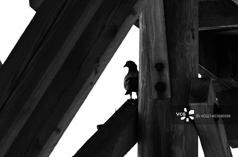 伪装-来自我的系列“海洋”图片素材