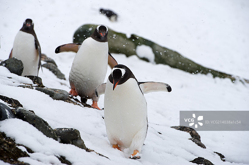 南极企鹅图片素材
