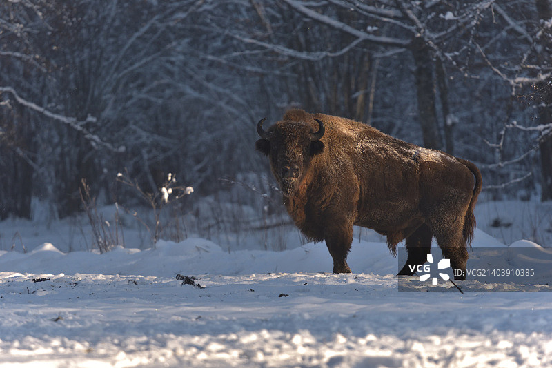 欧洲野牛图片素材
