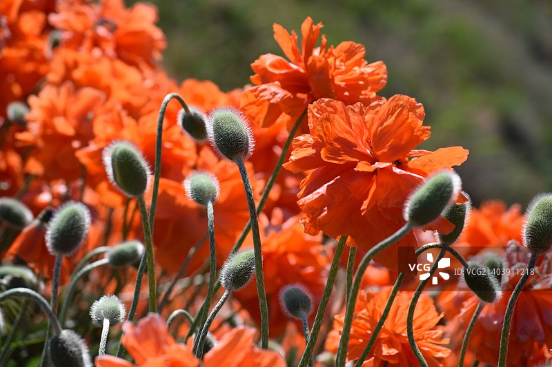 罂粟花与花苞图片素材