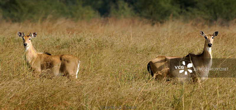 印度蓝牛图片素材