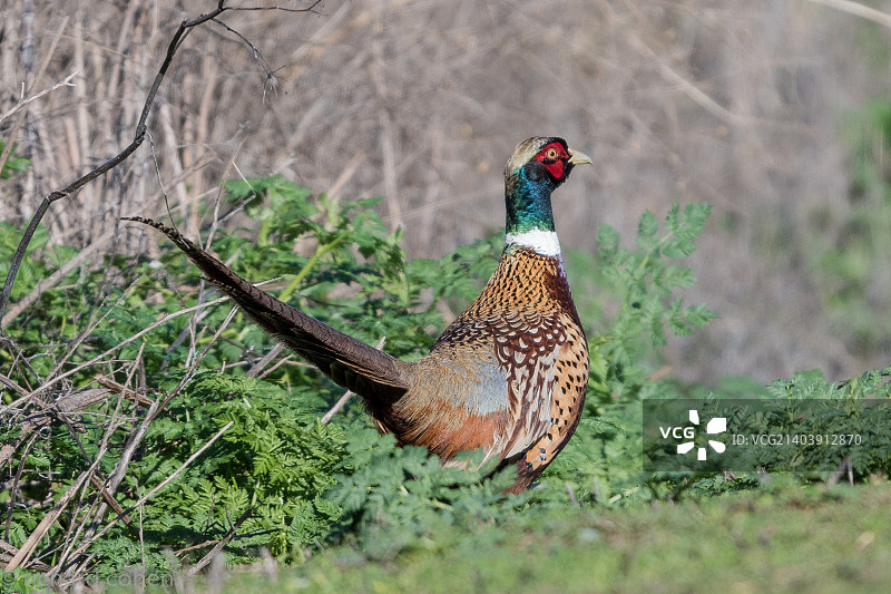 难以捉摸的野鸡...图片素材