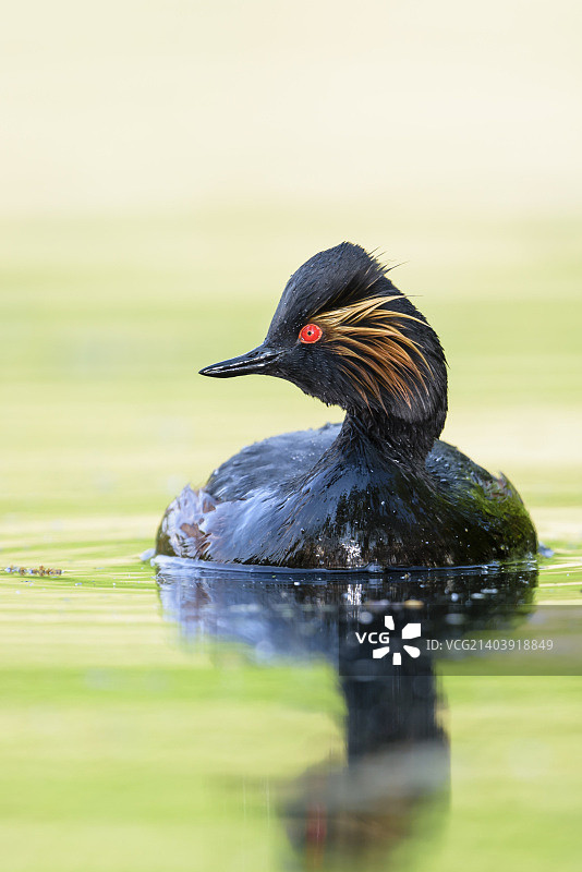 黑颈䴙䴘图片素材