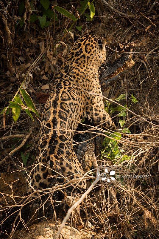 捷豹拖拽凯门鳄上岸图片素材