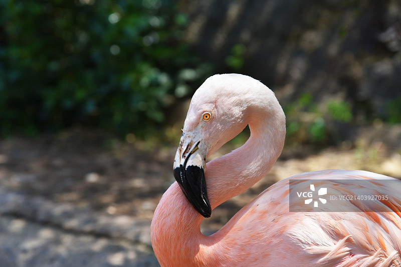 圣地亚哥动物园的智利火烈鸟图片素材
