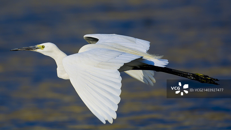 小白鹭图片素材