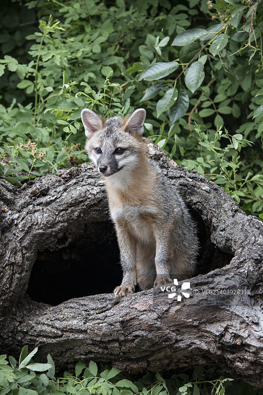 灰狐幼崽图片素材