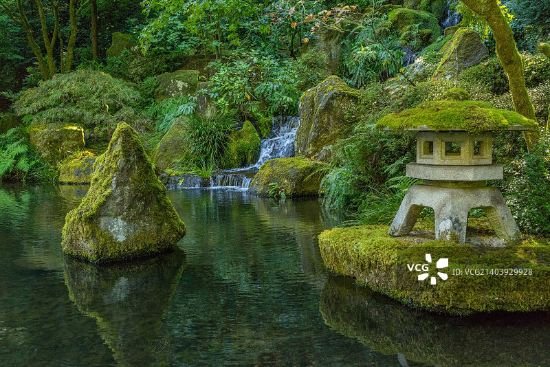 波特兰茶花园图片素材
