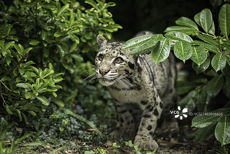 云豹系列 (2)图片素材