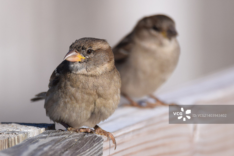 家麻雀图片素材