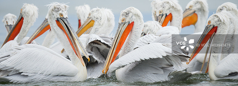 达尔马提亚鹈鹕图片素材