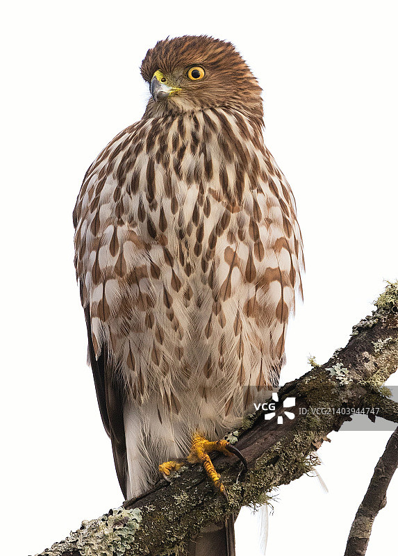 库珀的鹰图片素材