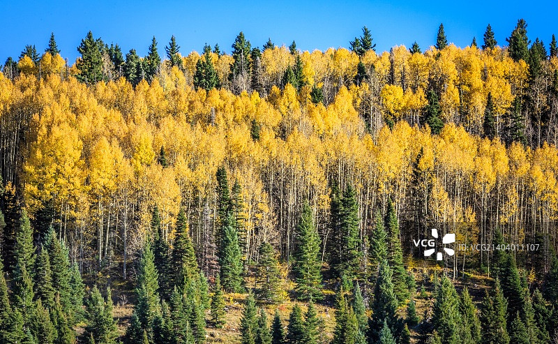 科罗拉多州90号公路Uncompahgre国家森林图片素材