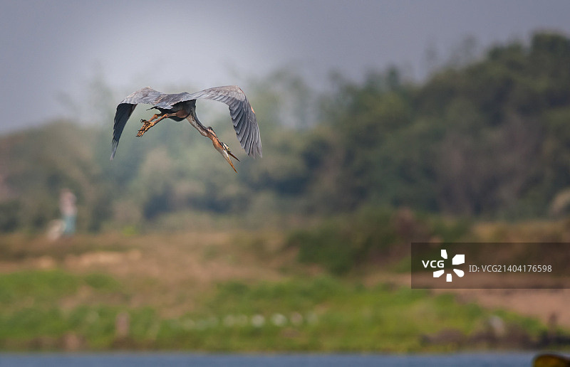 飞行中的紫鹭（Ardea purpurea）图片素材