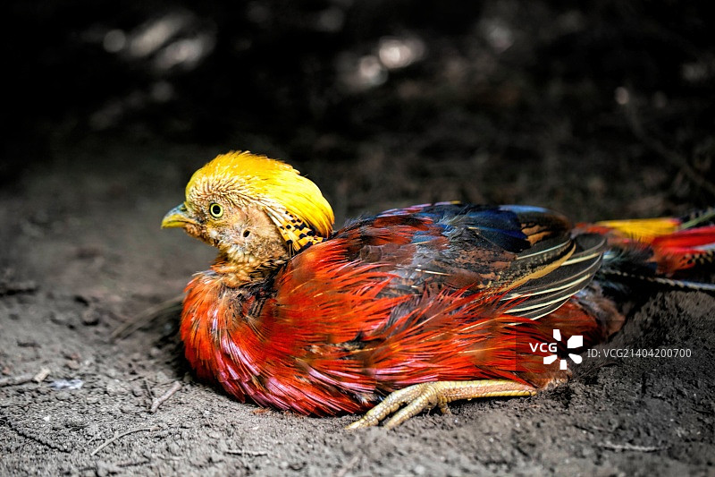 中国雉鸡（红腹锦鸡）图片素材