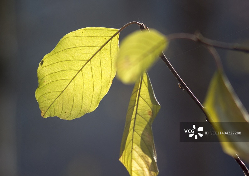 布列斯特，白俄罗斯图片素材