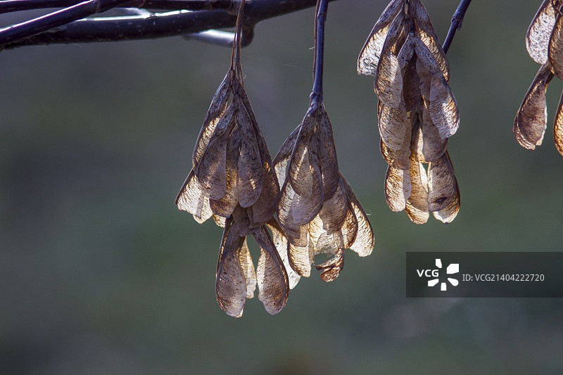 布列斯特，白俄罗斯图片素材