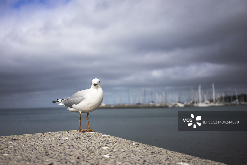澳大利亚吉朗图片素材