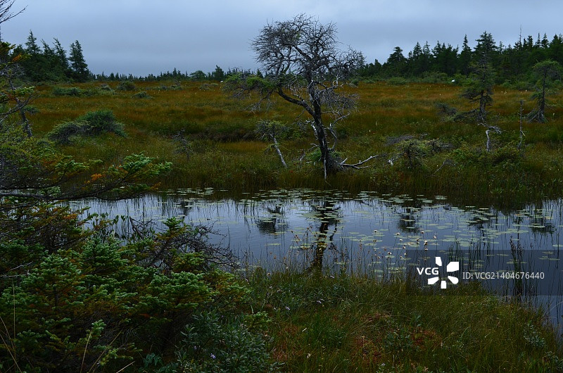 卡伯特 Trail沿线的沼泽，新斯科舍省图片素材