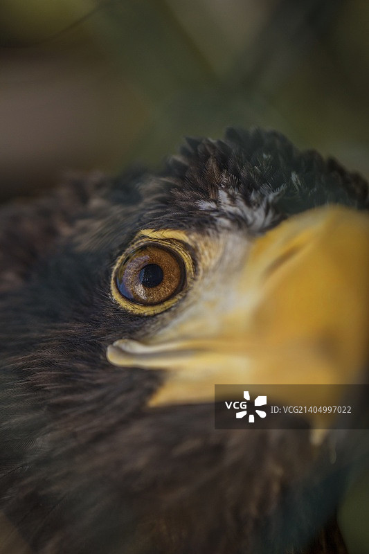 虎头海雕图片素材